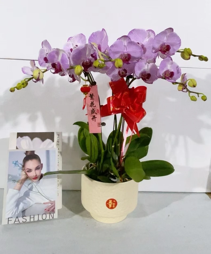 蝴蝶兰【吉星】鲜花盆栽室内观赏花花佛山基地直发好养易活