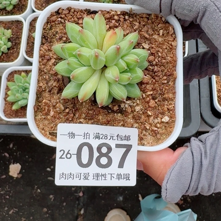 胖体青花瓷的多肉多肉植物