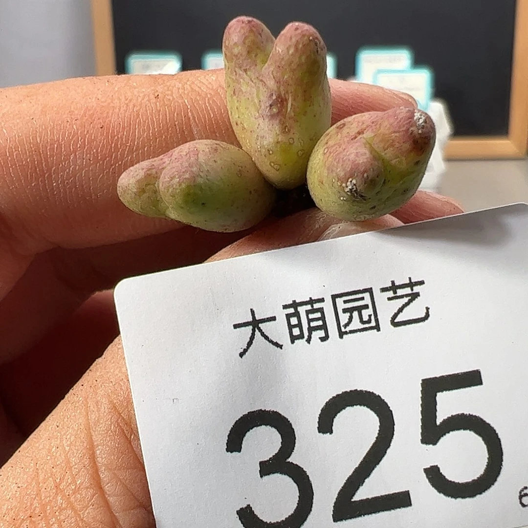 0000325 一物一拍……