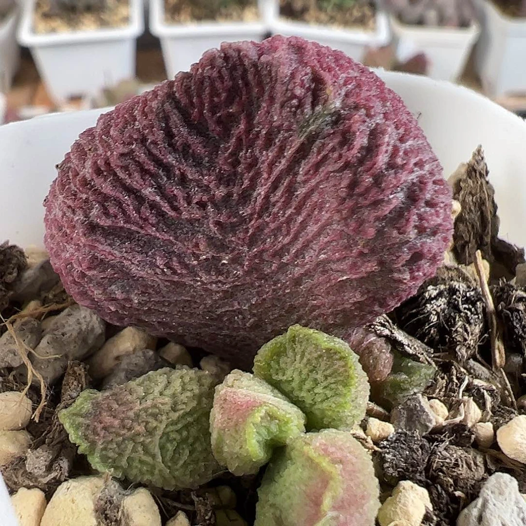 开播福利超大叶片巨猪宝