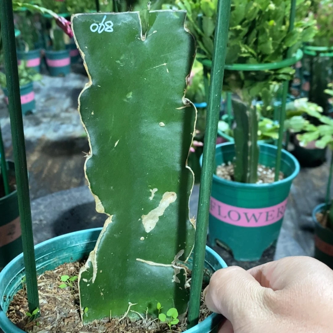 【闪购商品】完全开放B***s027嫁接068