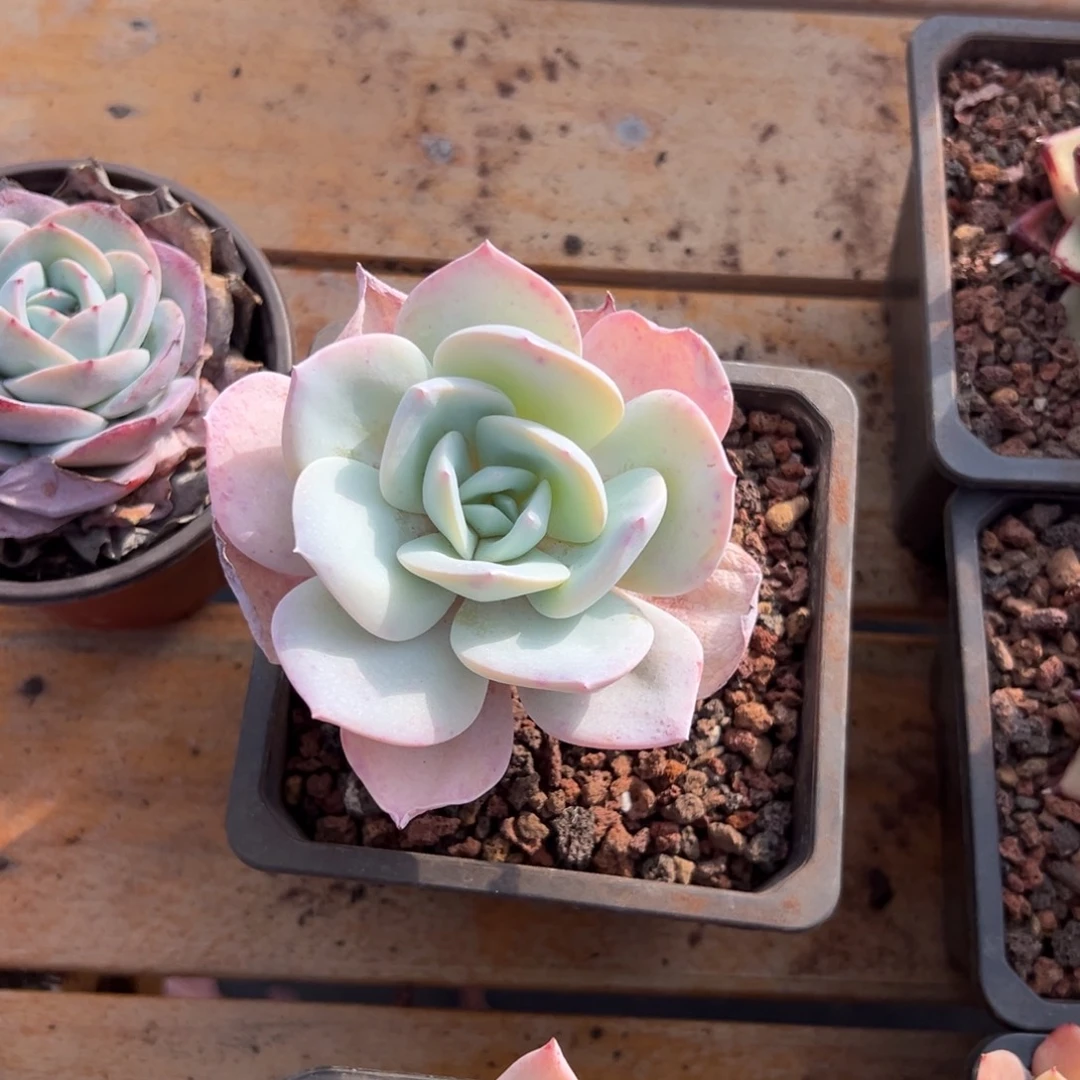 多肉抹茶【非偏远地区满18包邮】