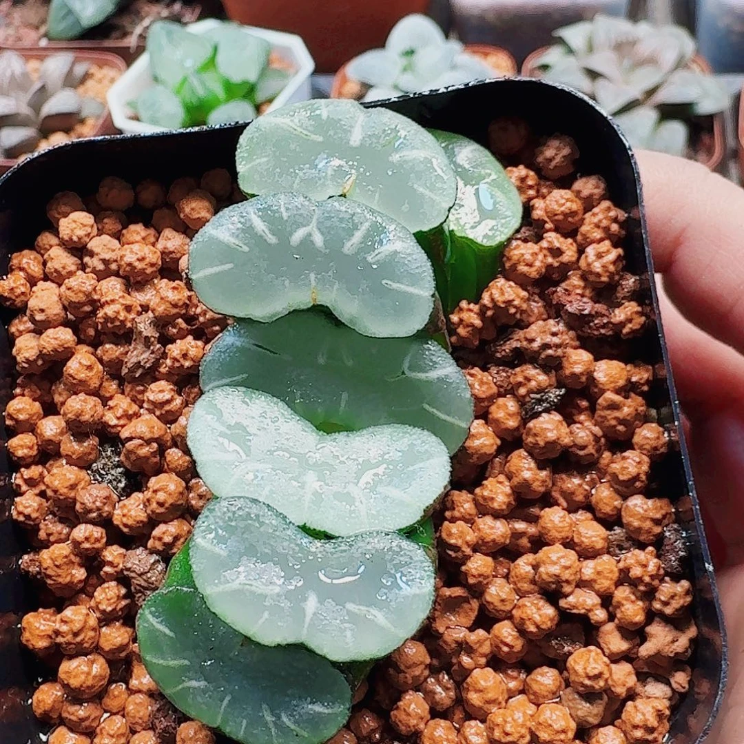 烟***叔十二卷透镜福利福利