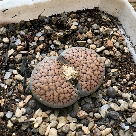 3517，朝贡玉汗血宝马带血点