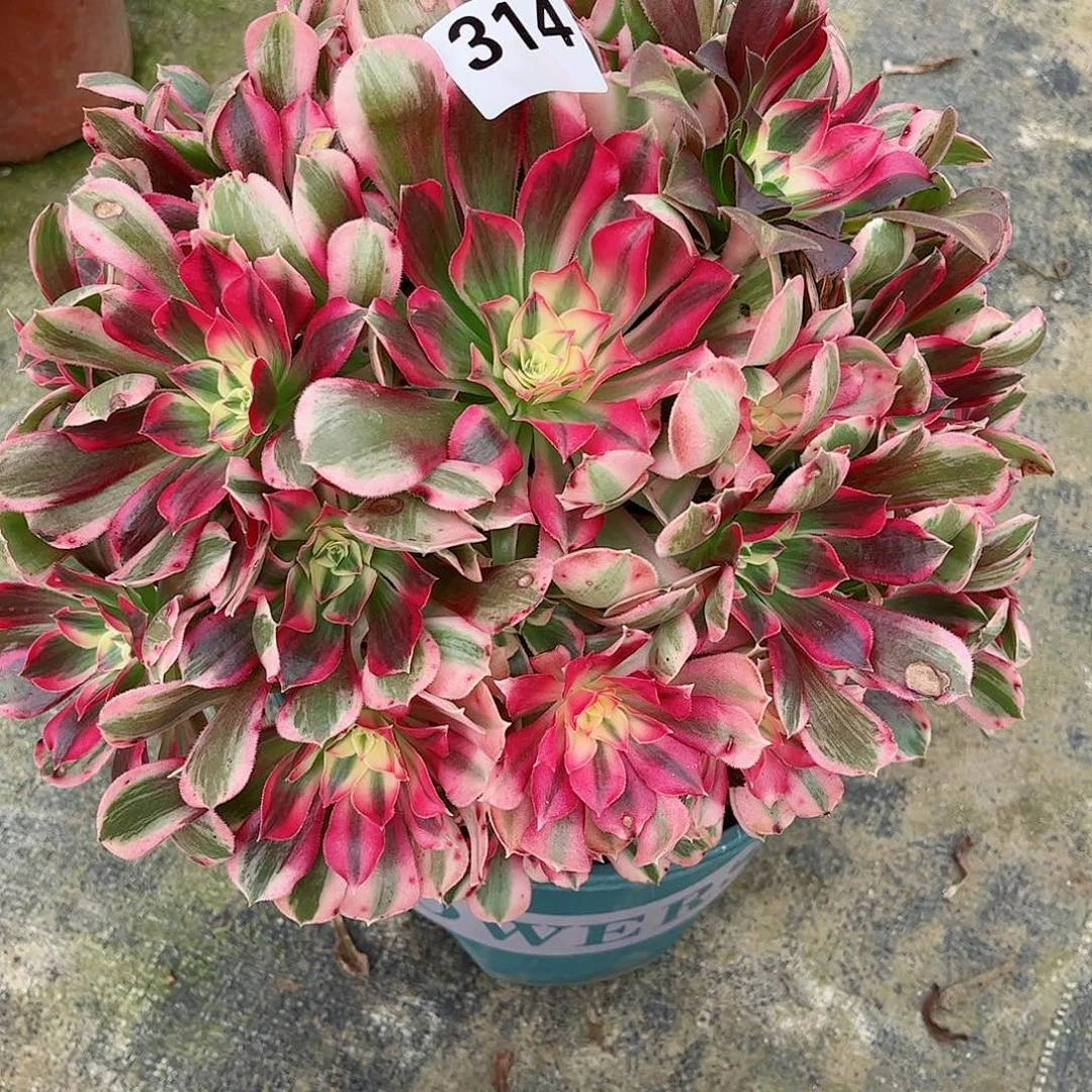 无花朵多肉植物314
