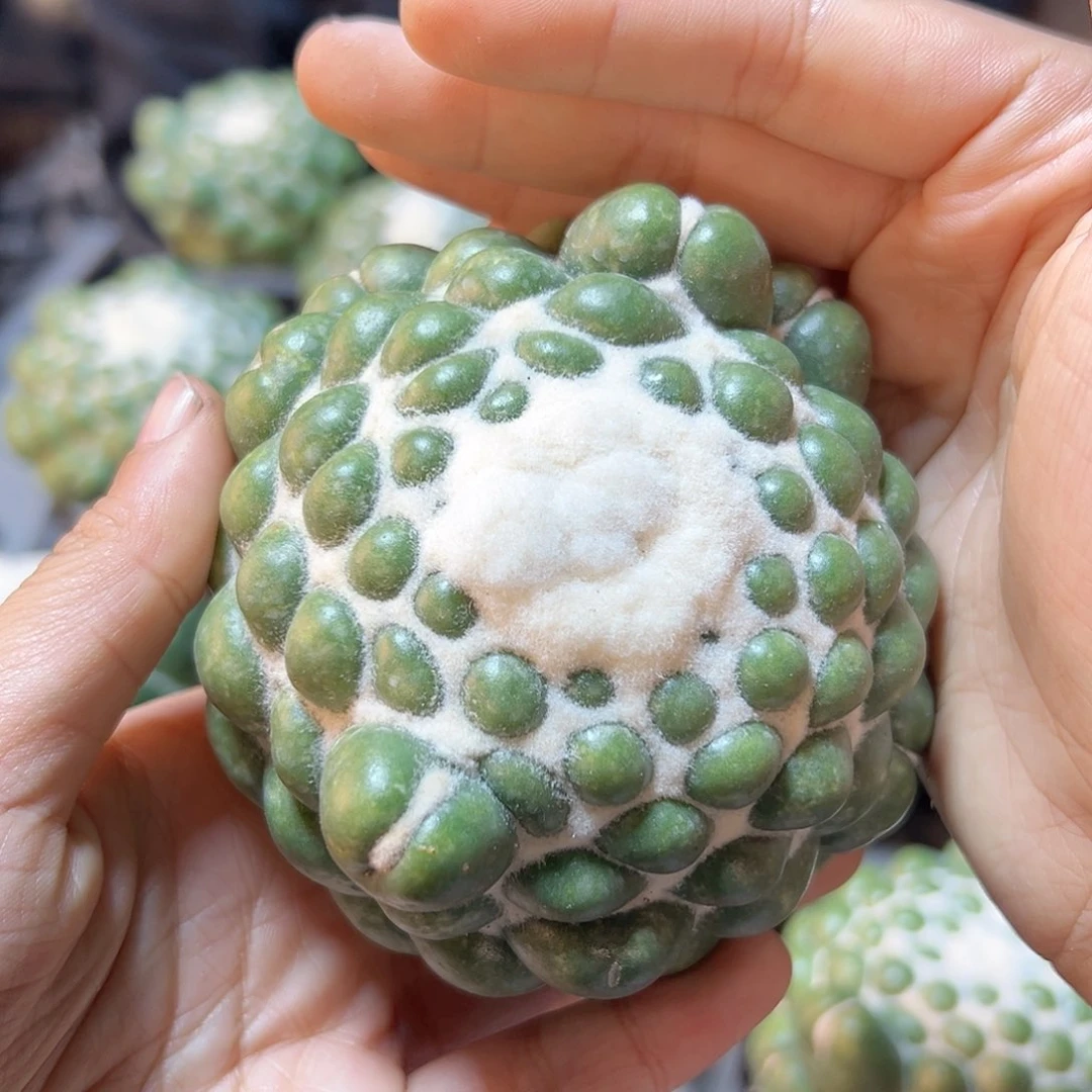 蜘蛛眼无根8公分