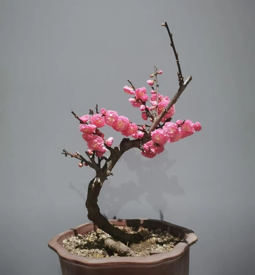 梅花大花丰厚盆景造型带花芽基地土球发货阳台庭院露台窗台新年