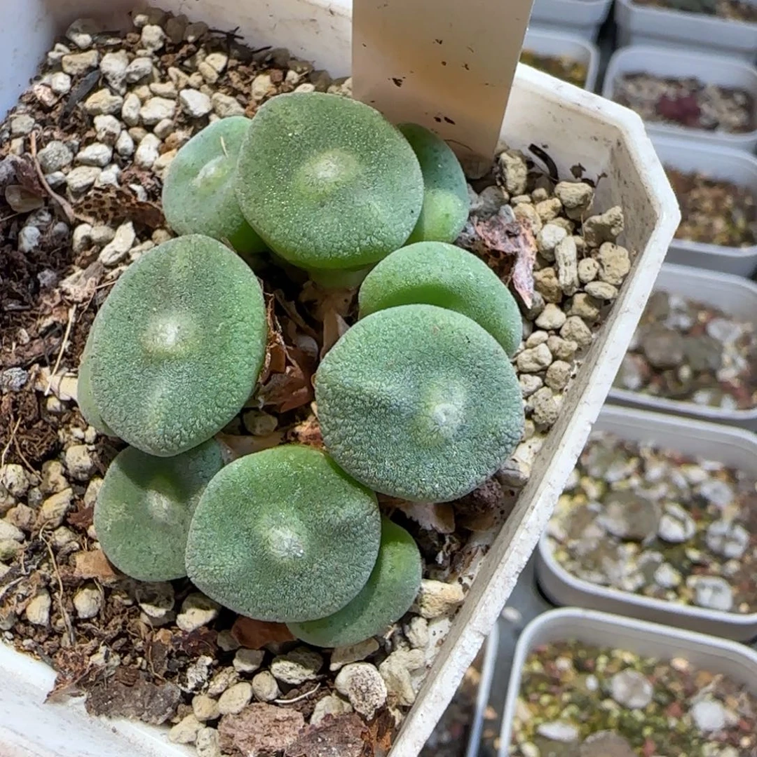 毛饼一群多肉植物
