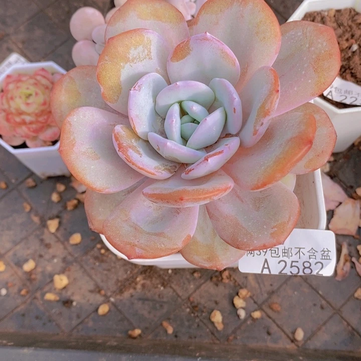 奶茶9cm2582多肉植物