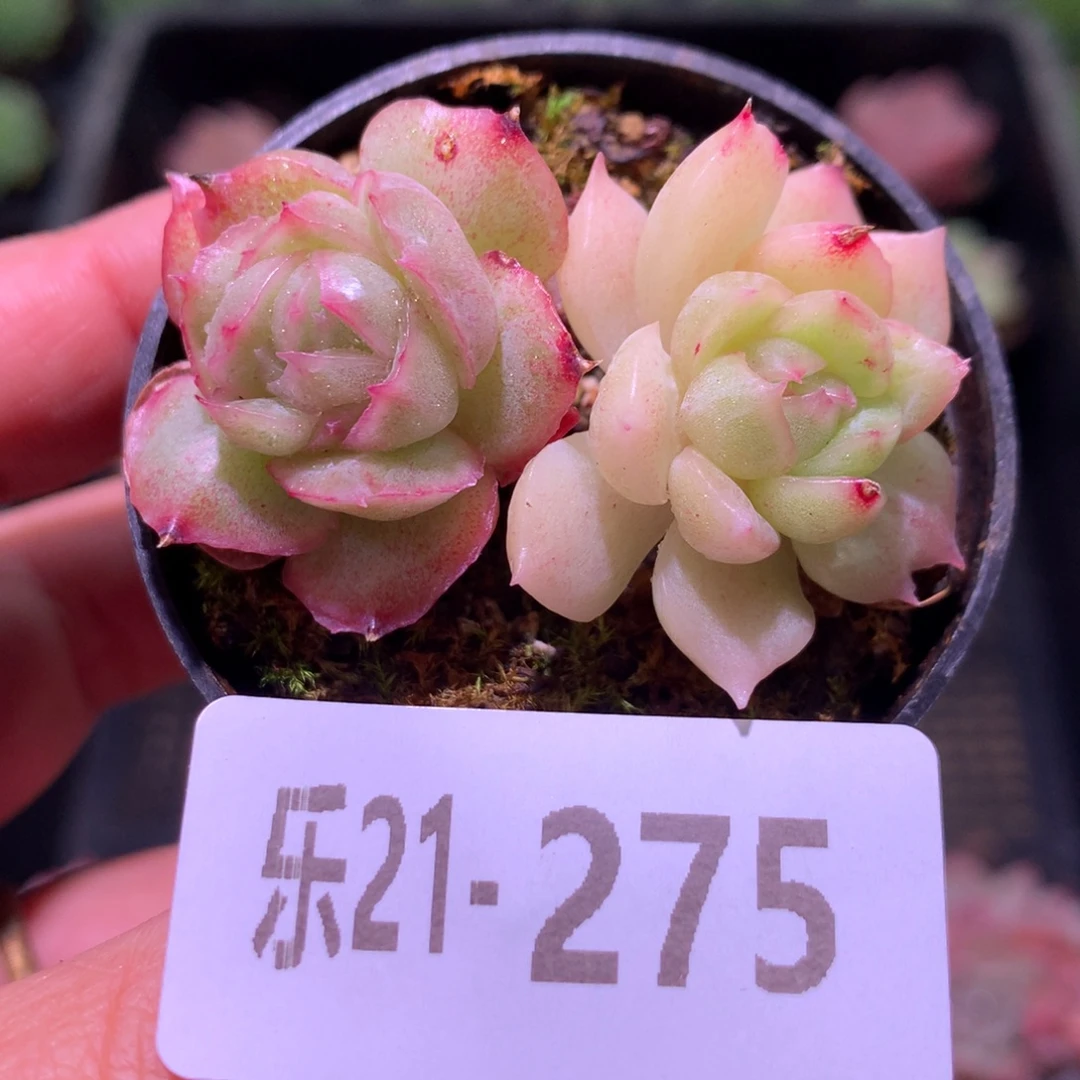 乐然21-275 麦秆双头