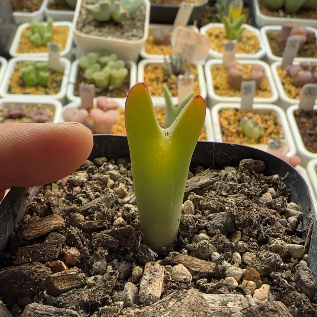 【闪购商品】蜕*1271