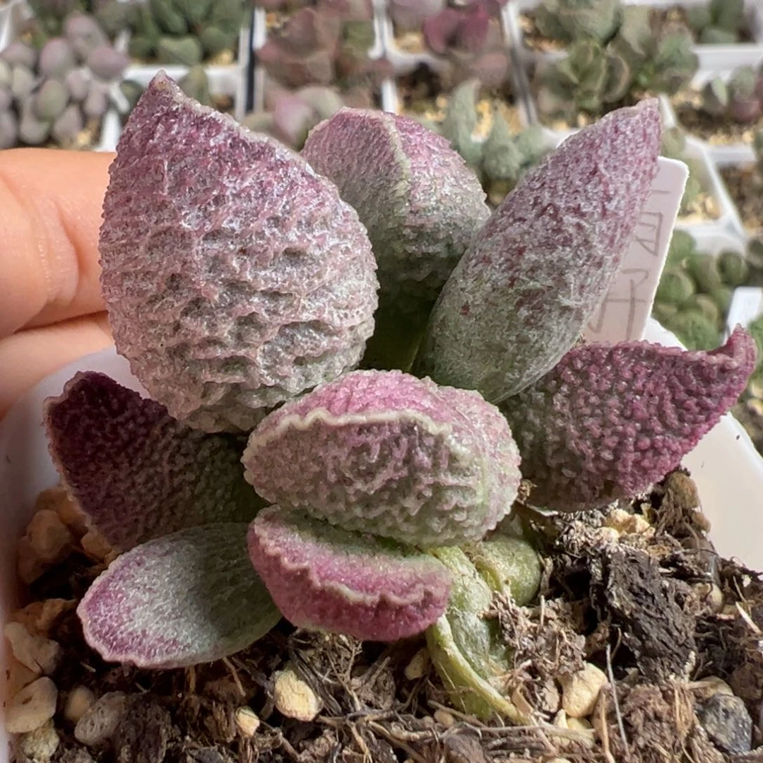 w哈莫猪肝多肉植物水泡