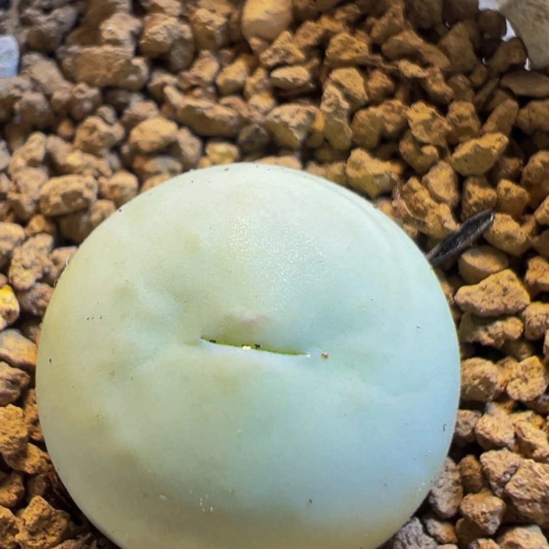 80多肉植物百科鸽子蛋