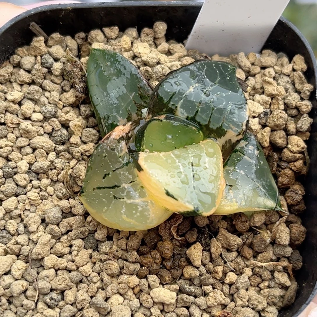 12龙禧克锦福利专场