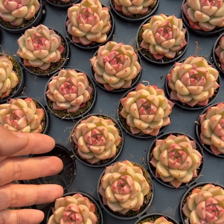 明朗珍妮一颗量拍多肉满20包邮下午发