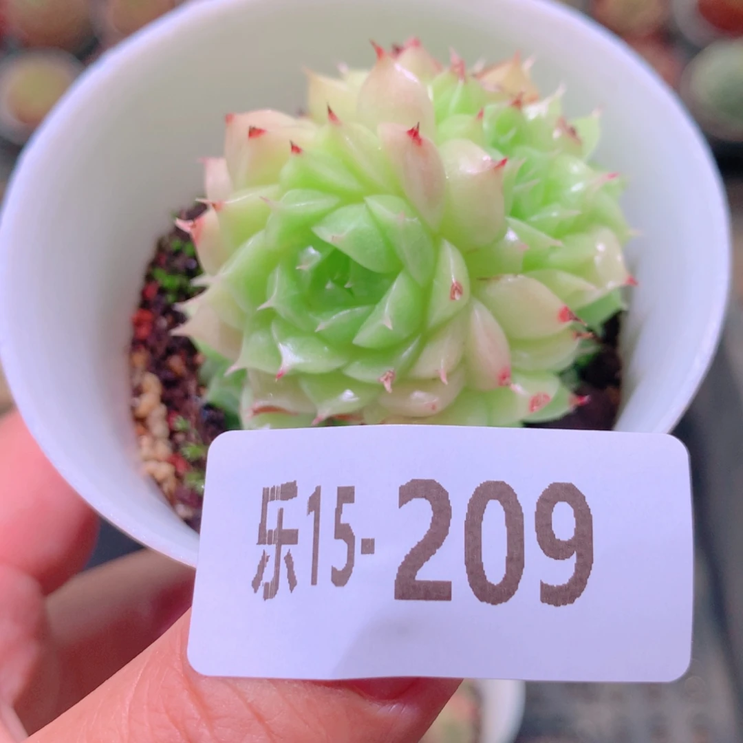乐然15-209 麦秆群