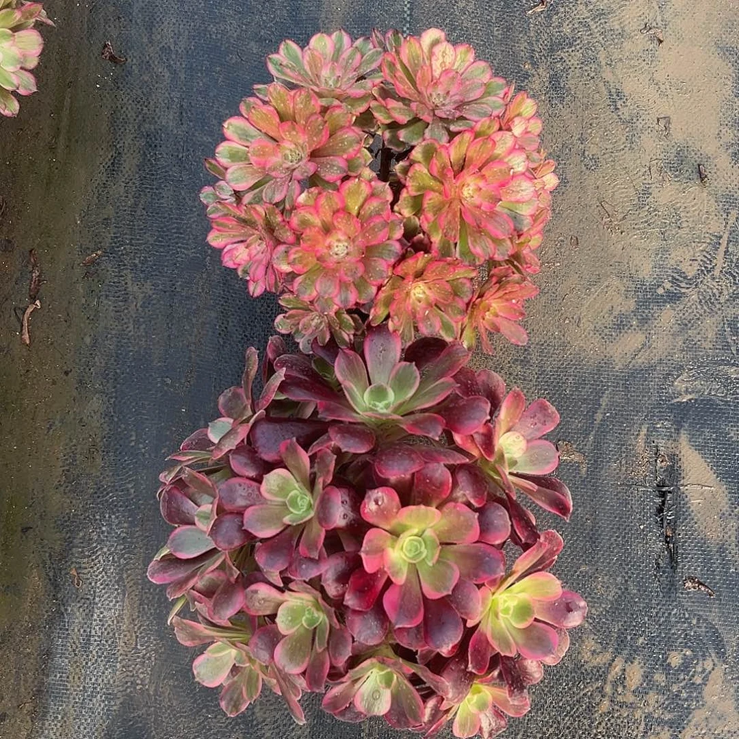 无花朵2颗法师多肉植物漂亮