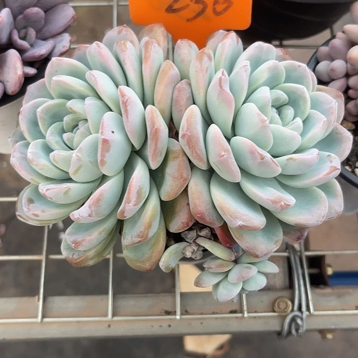 两单包邮，一物一拍256冰玉