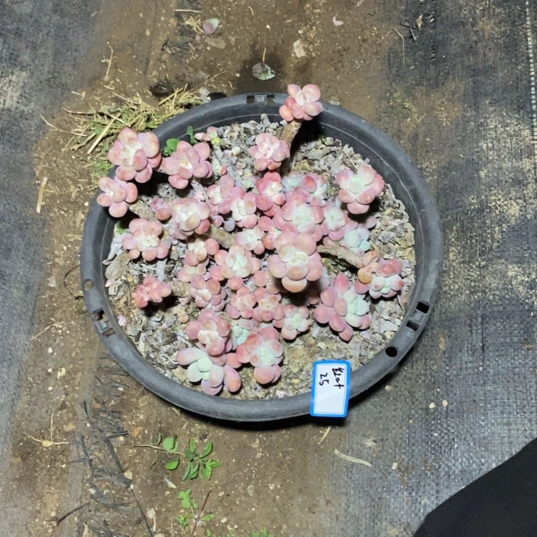 一物一拍一物一拍