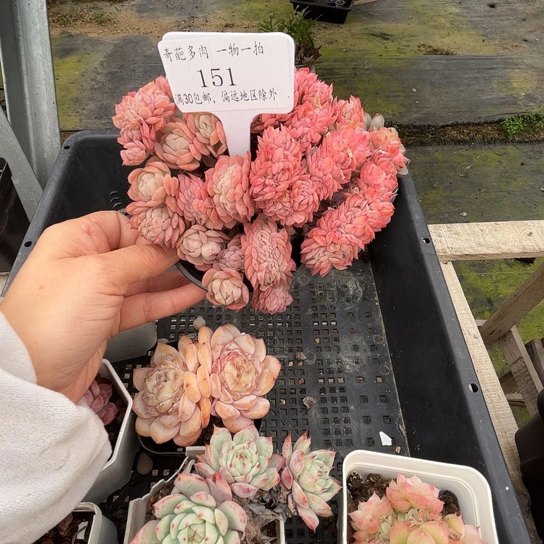 151 多肉脱土 群生不包整