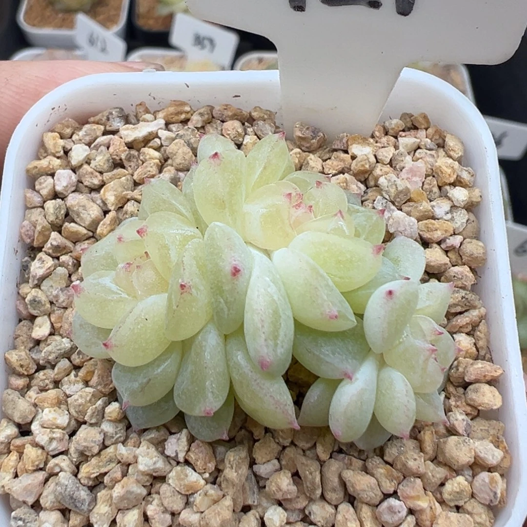 421号财富密码8888