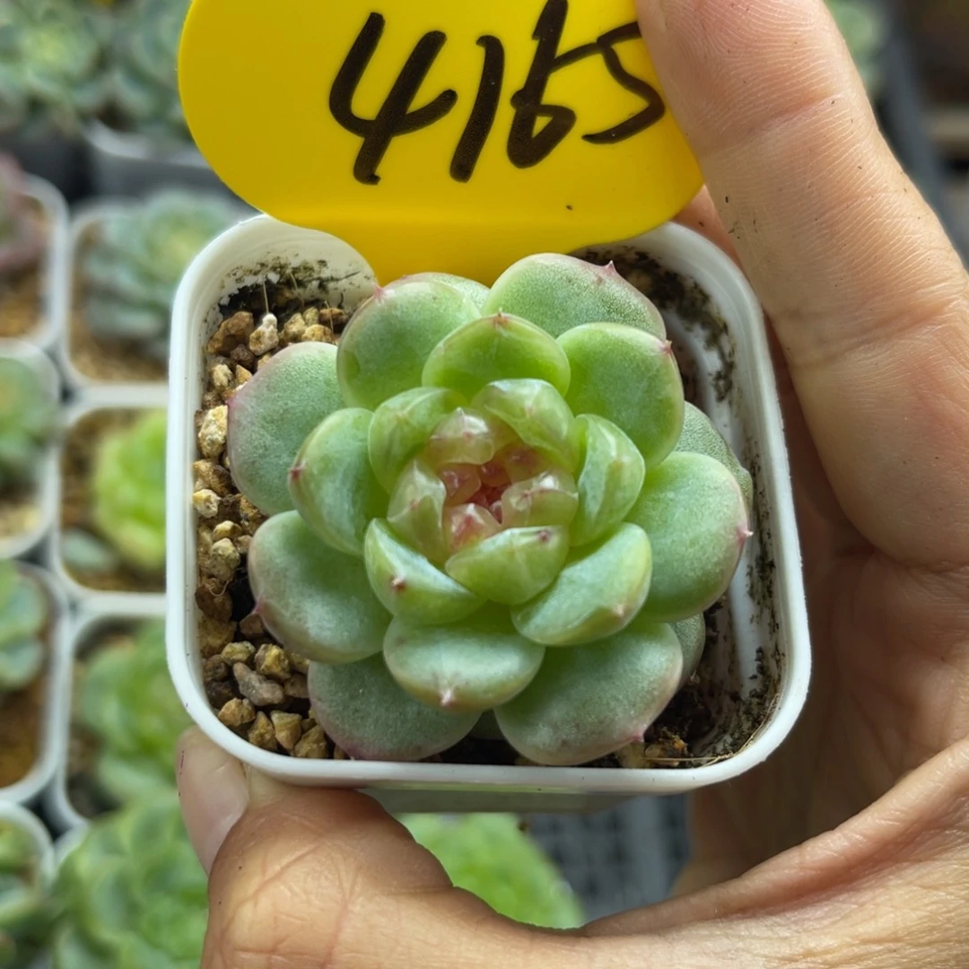 粉油透圆秃珍妮4165