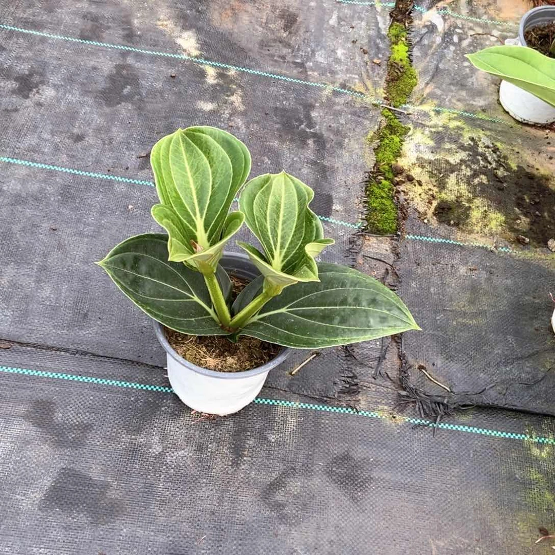 当前无花栽培后可以开花用****6