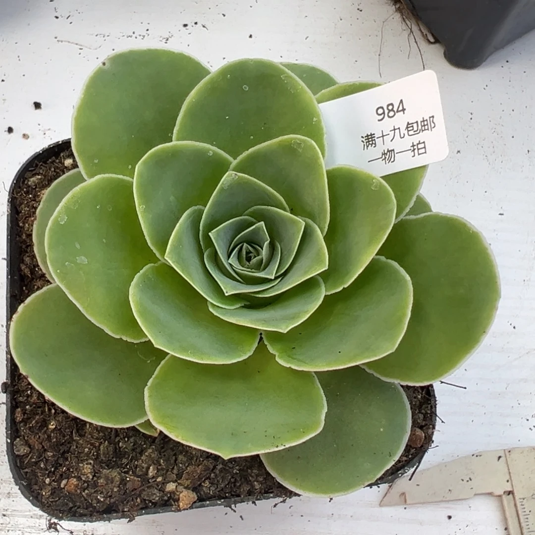 984 山地玫瑰基地带盆土