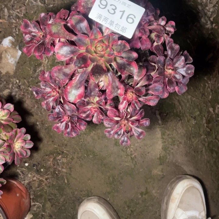 9316香奈芙蓉多肉的