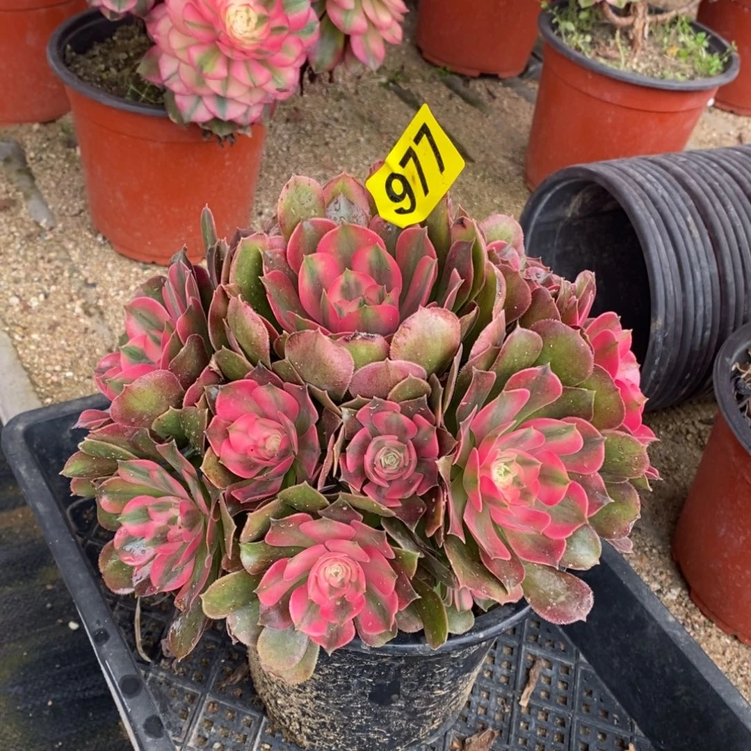 香妃多肉法师977