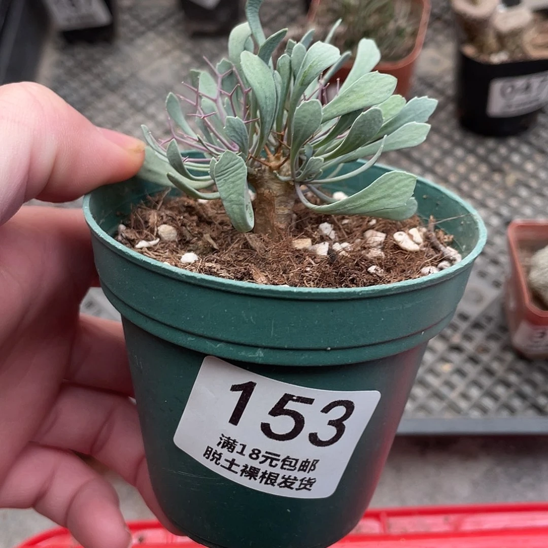 153黑鬼殿（满18包邮）