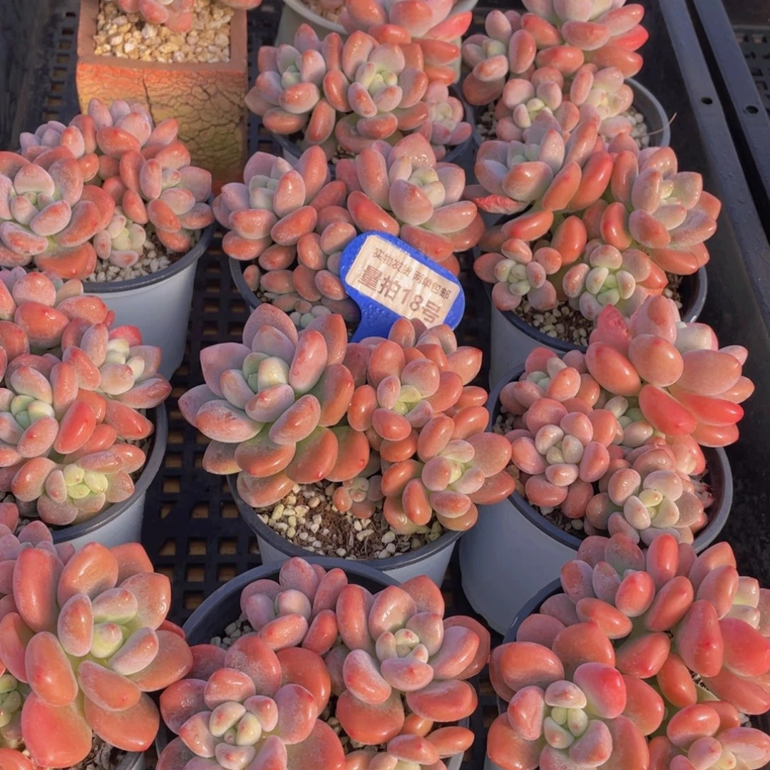 量拍18号 优选红洛神大群生一个