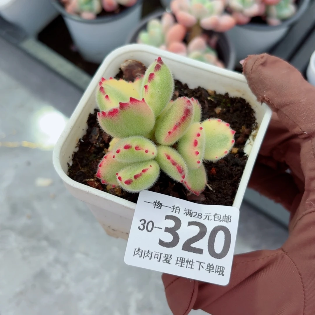 白****白熊无盆土发货无盆土发货无