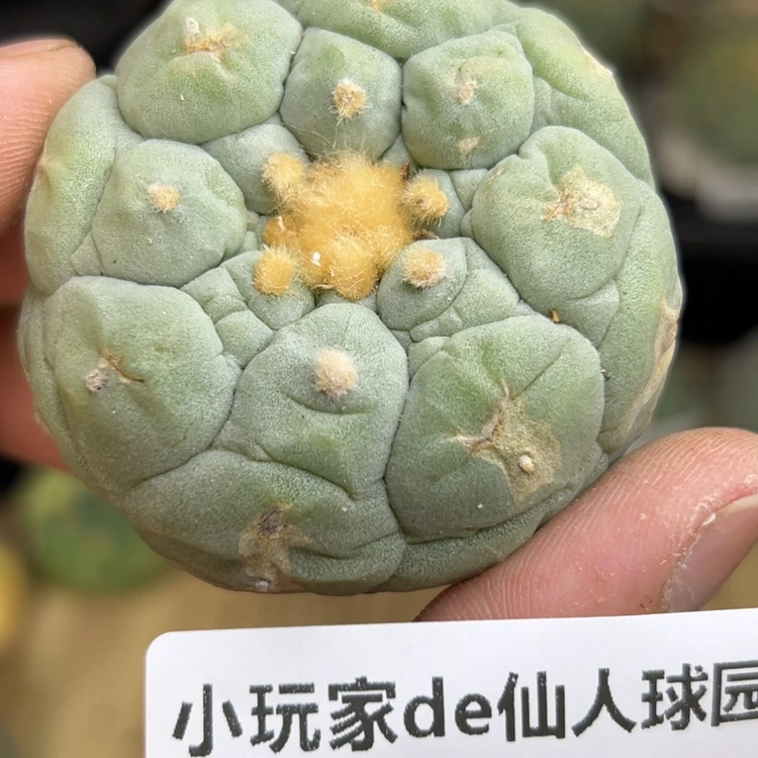 636 仙人球的 海啊鲜