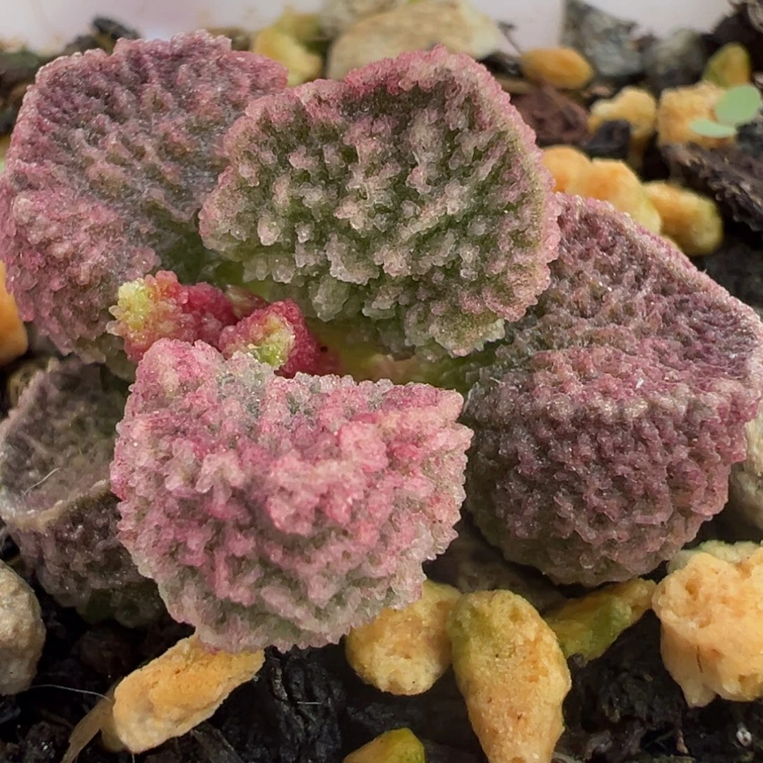 实生新品多肉植物水泡多肉植物