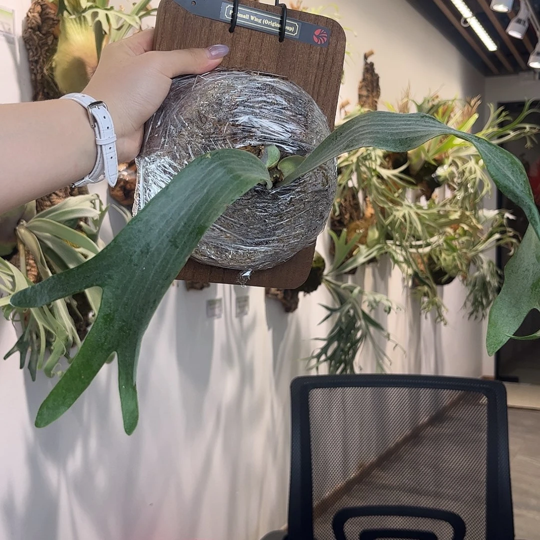 不开花植物nook黑牌 small wing 国内首侧