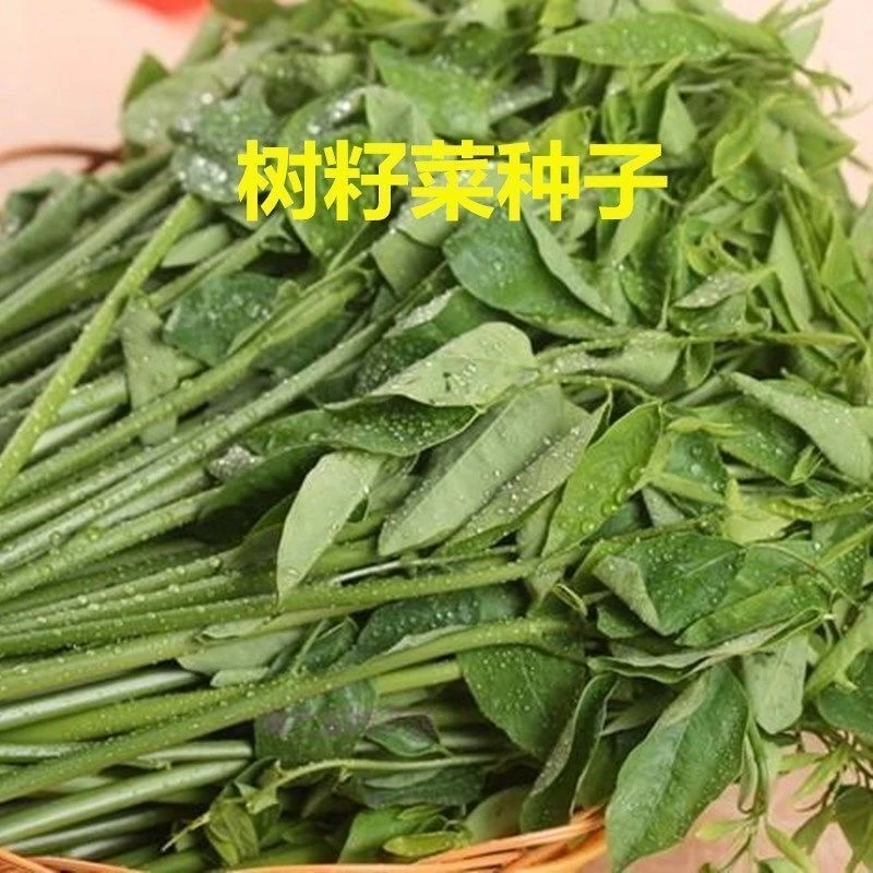 树籽菜种子 五指山野菜