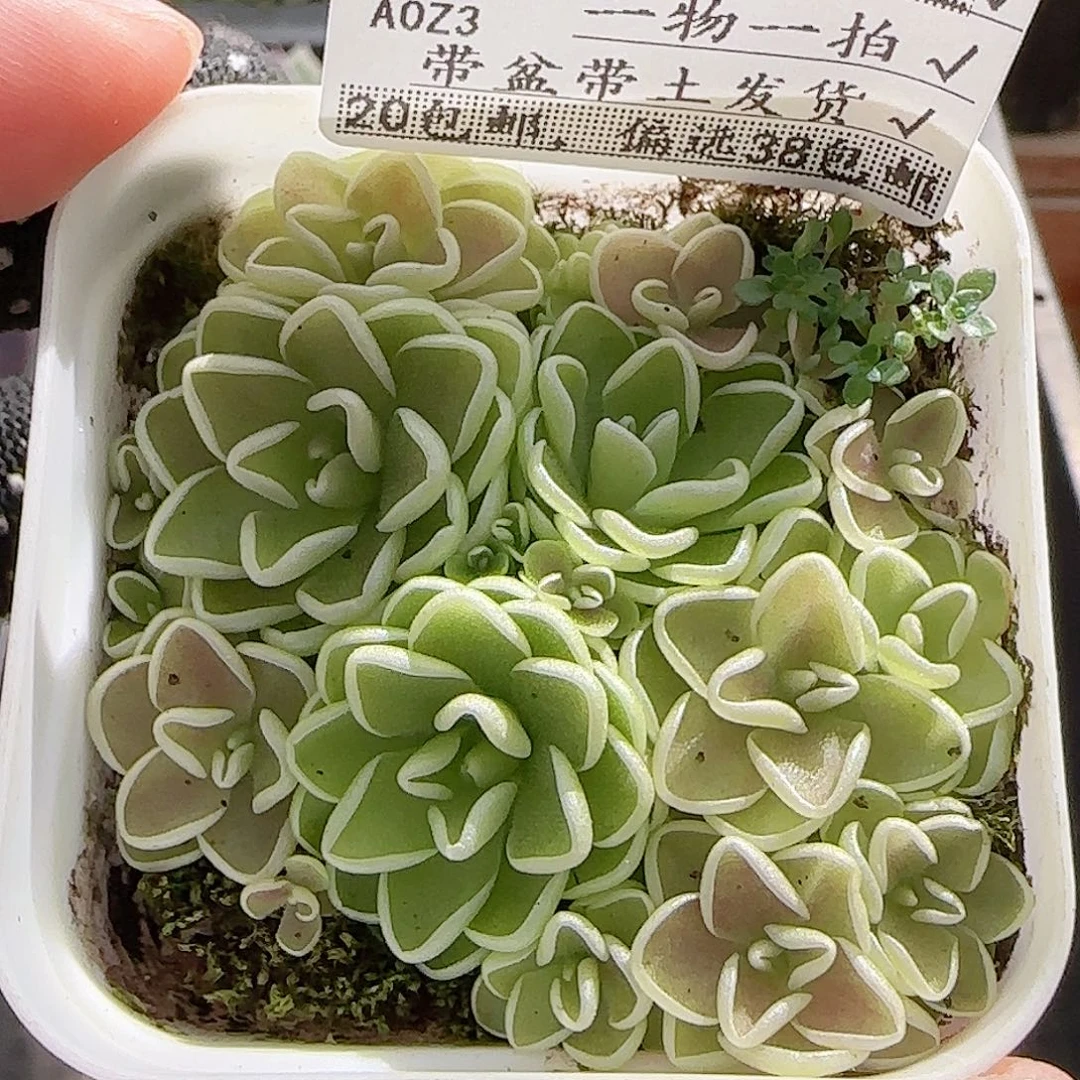 多肉A0A0--254爱丽丝捕虫堇