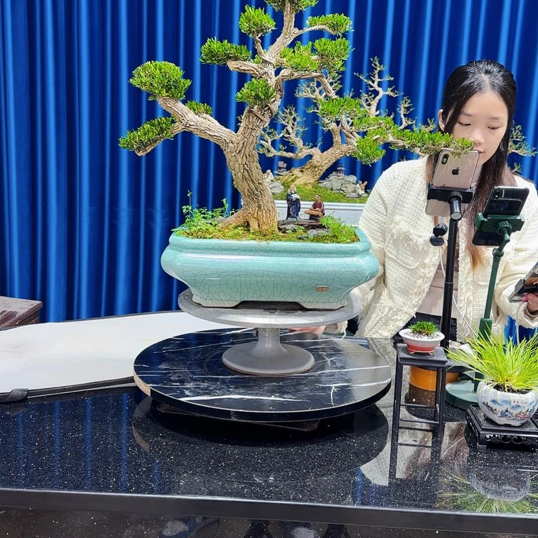 黄杨室内室外好养