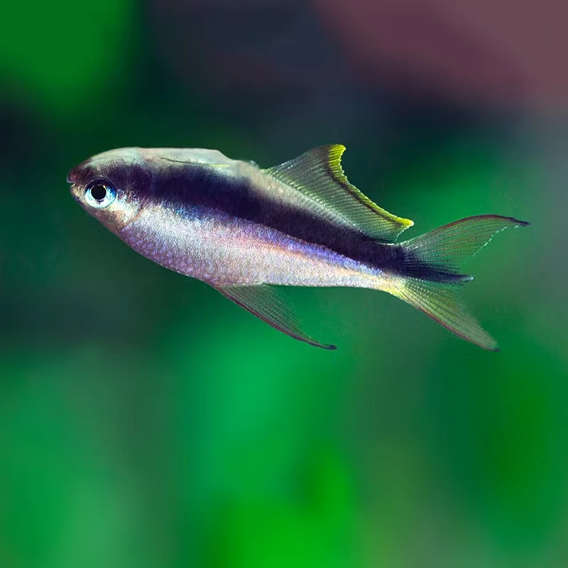 水财神帝王灯鱼 小型观赏鱼