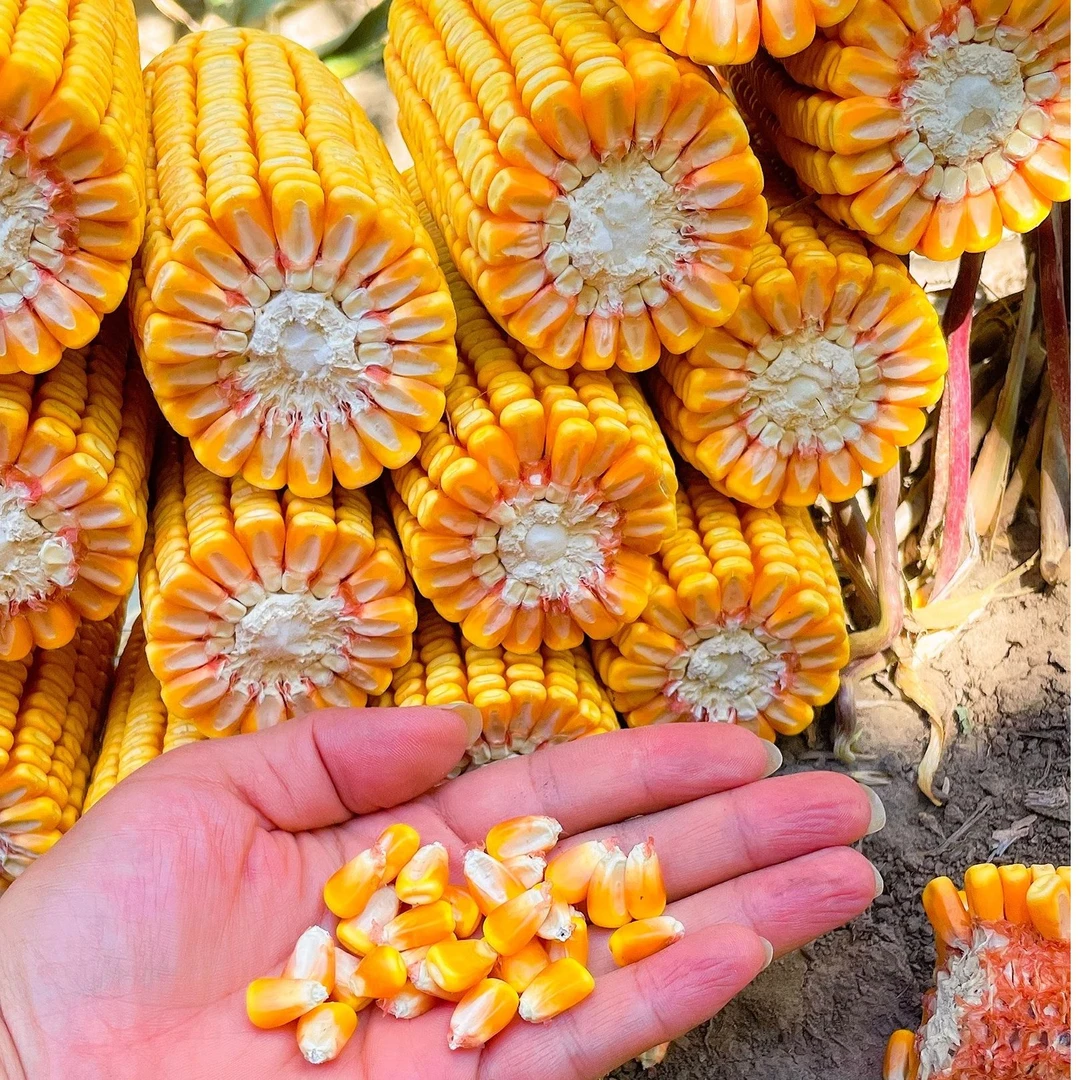 五区国审黄金粮禹堃828玉米种子5500粒