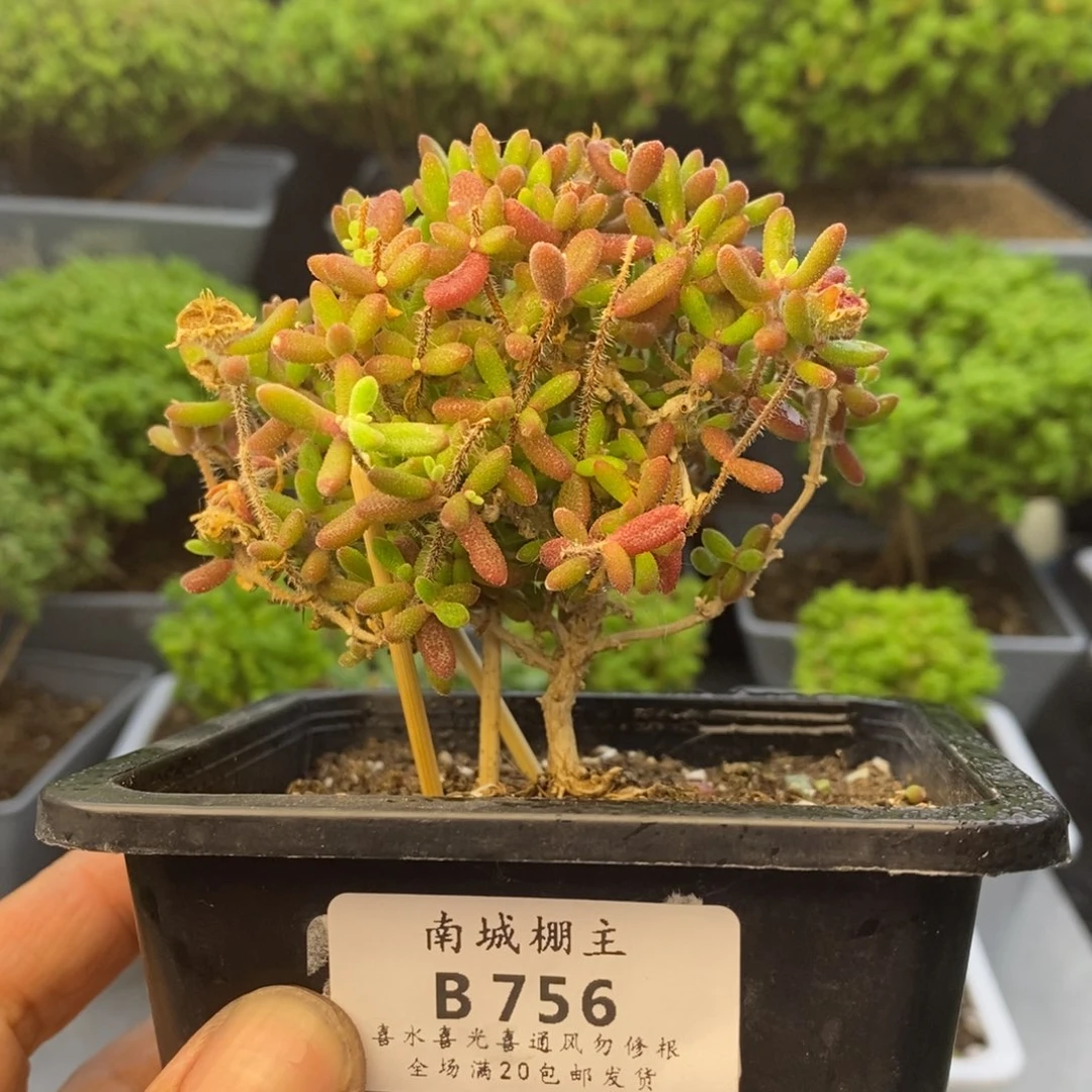 756红宝石枝干番杏