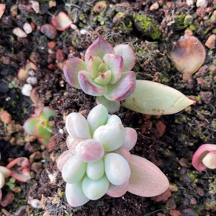叶插苗组合一物一拍