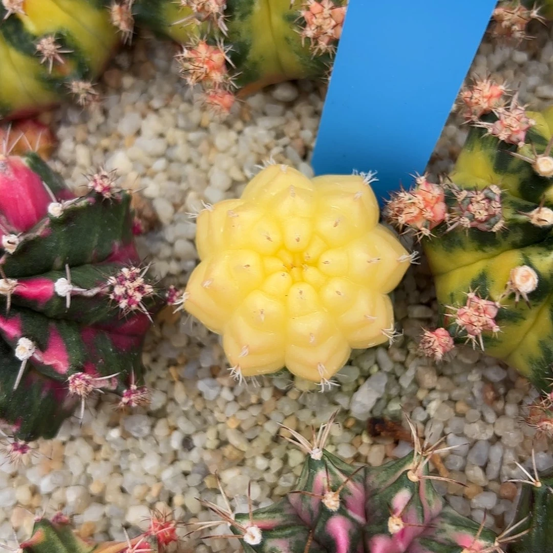 Z806-1107泰国米哈太阳皇冠