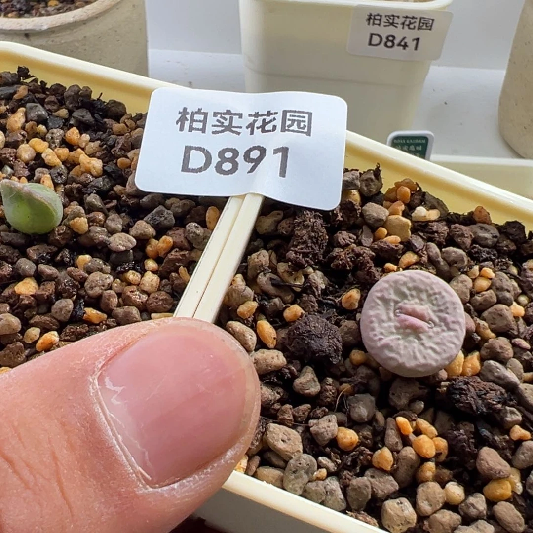 哪**?891大眼睛嘴一颗