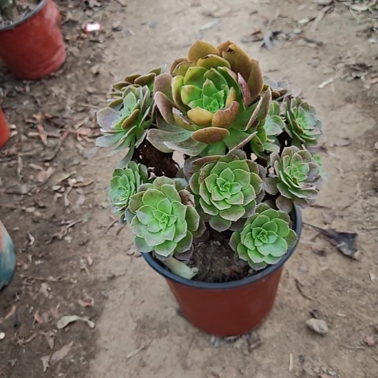 赤焰连加急发货23