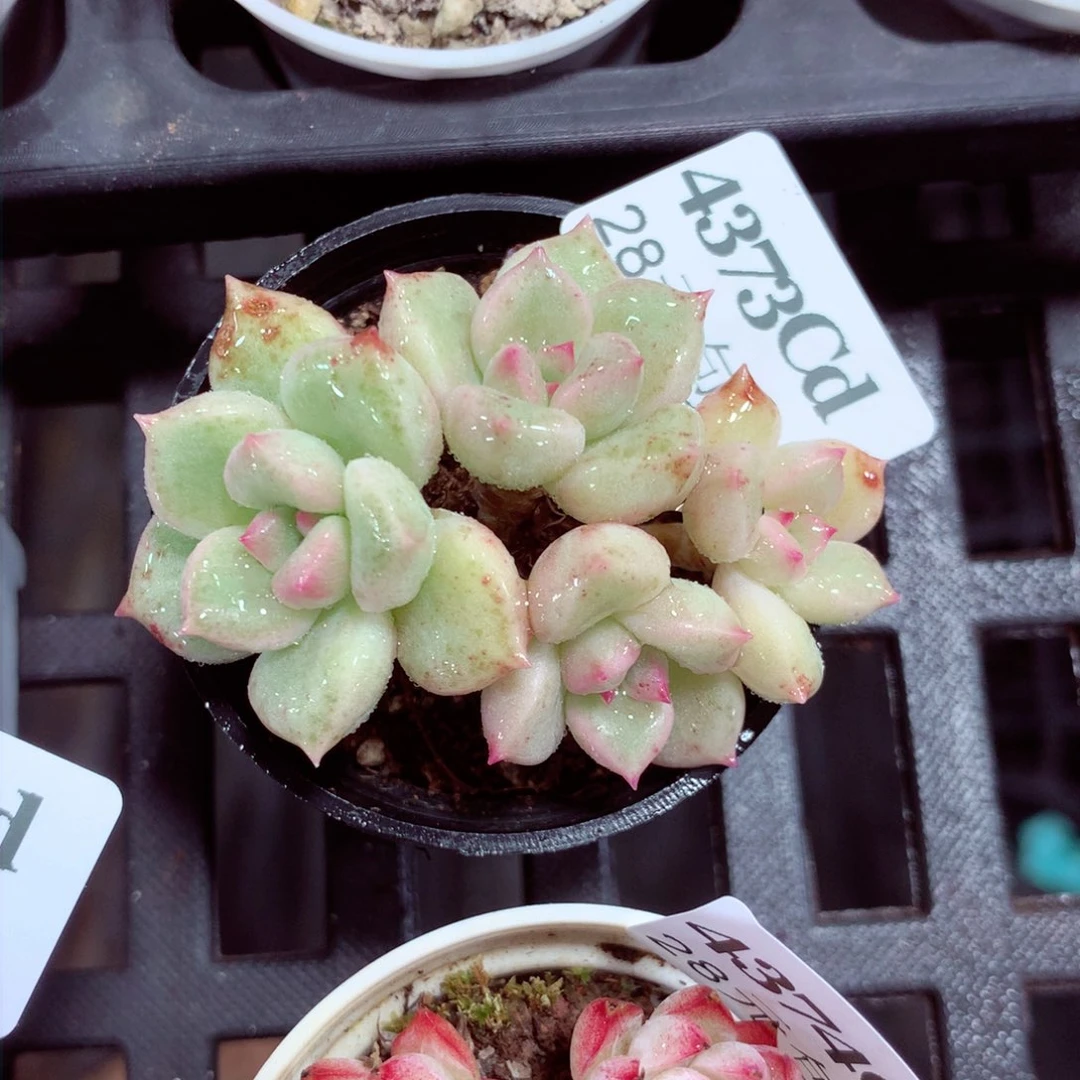 5厘米盆精控多肉4373