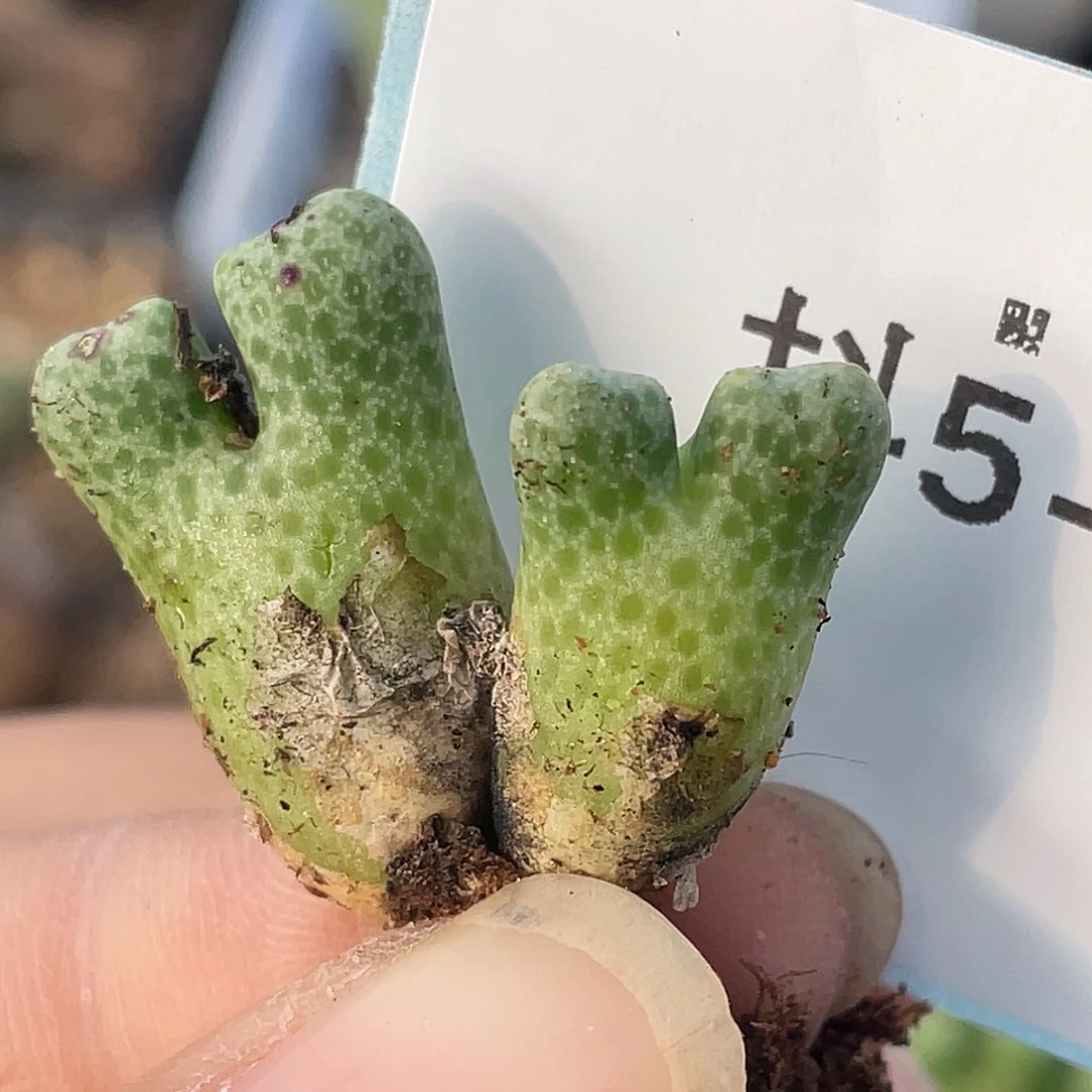 5-5鹿角斑马肉锥多肉