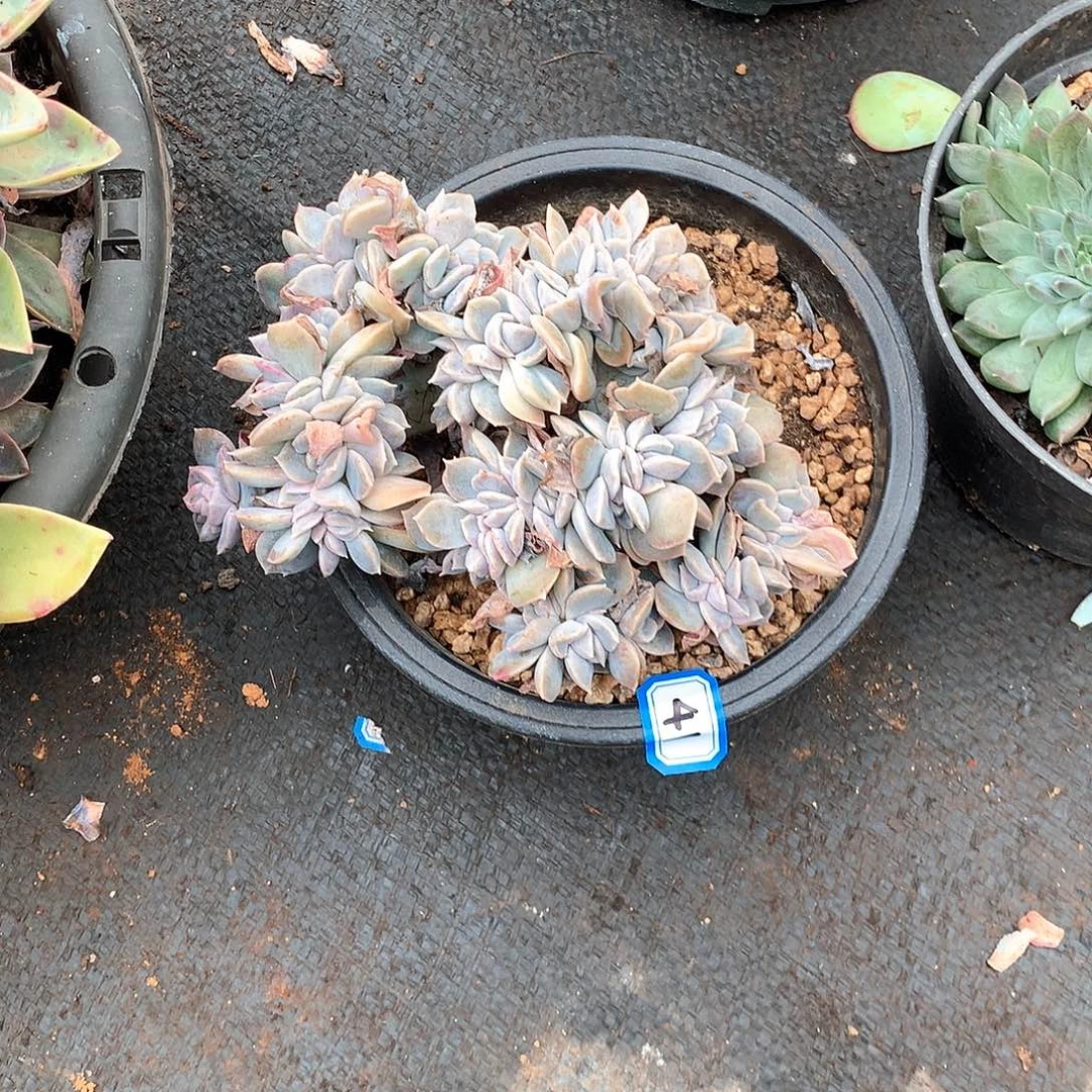 41哈利 一物一拍多肉