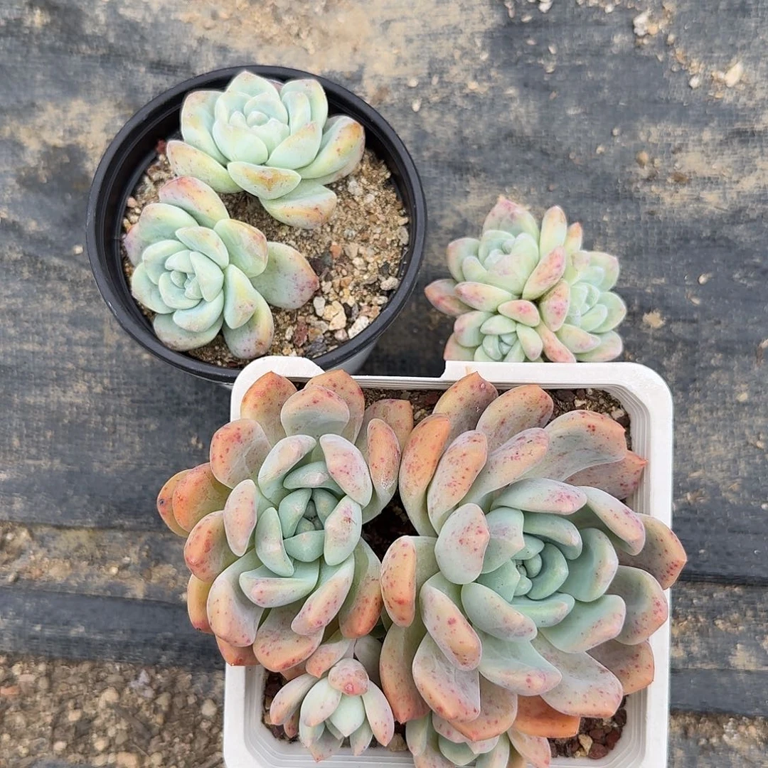 英***子花友专拍三棵肉肉包邮